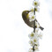 南公園のメジロ - Warbling White Eye
