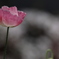 花　その136