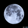 Flowe Moon