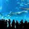 気分はどうだ、人間？