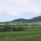 久住高原の馬
