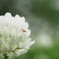 シロツメクサと小っちゃな虫