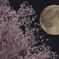 満月と桜の宵