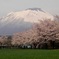 岩手山-桜-