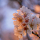 3月の桜