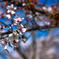 桜の花びら