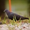 tamron sp150-600 a11