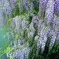 見下ろす藤の花