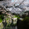 花びらの川
