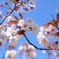 お花見日和