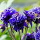 敷地内の花壇撮り