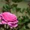 D7K_6417R
