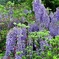里山に咲く藤の花