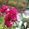 USJの花壇