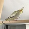 大きくなりました