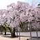醍醐寺の桜①