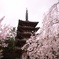 醍醐寺の桜②