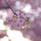 葵桜