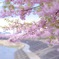 葵桜