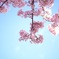 葵桜