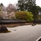 龍安寺の桜①