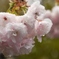 龍安寺の桜②