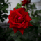 紅い薔薇
