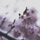 雪と桜