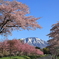こんな時も小岩井の桜は咲きます