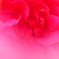 frill