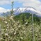 残雪の岩手山と林檎の花