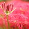 曼珠沙華