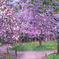 神宮の桜