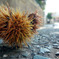 P1050747.1