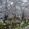 桜吹雪