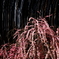 ume