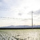 田植え