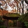 祇王寺の紅葉②