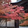 二尊院の紅葉