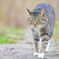 野良猫