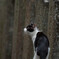 二月堂の猫