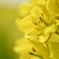 菜の花
