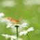 自生の花に２