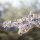 虹の桜