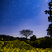 菜の花と星空