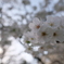 X-Pro2 20200322 144807