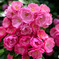 薔薇の季節