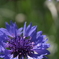 FinePix S5Pro   20160504 122014