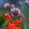FinePix S5Pro   20160504 123305