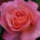 薔薇